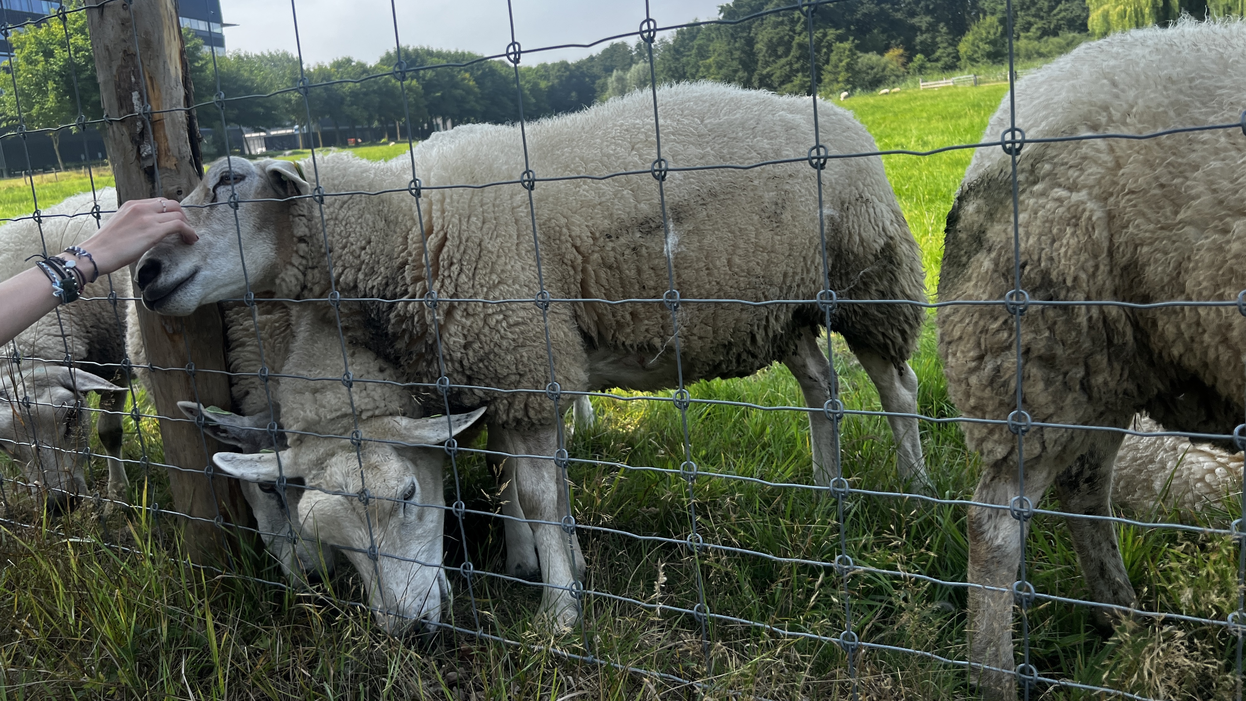 Sheep behind fence